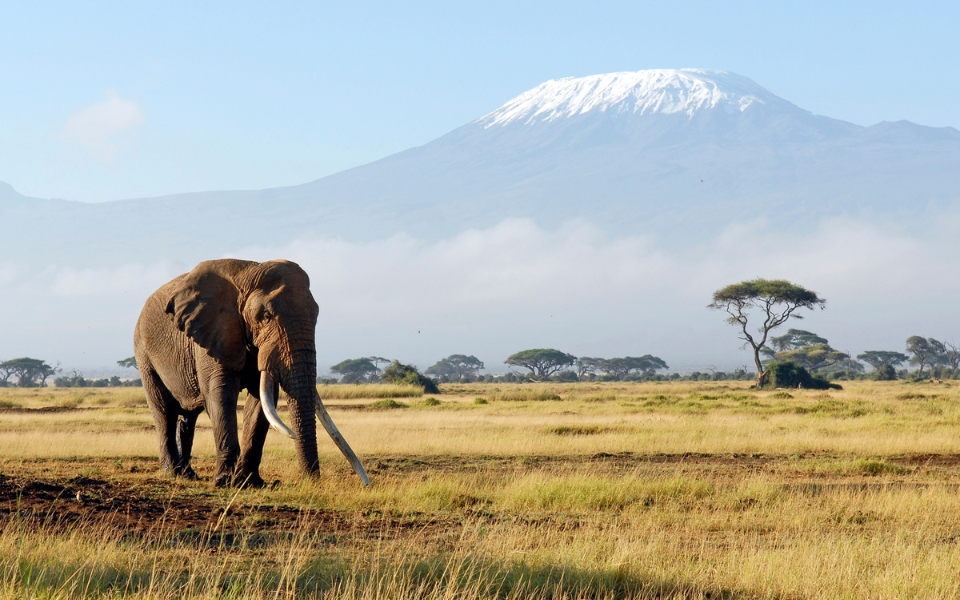 Travel smart in Africa with vaccine advice, essential tests, and health tips from Regis Medical Singapore GP Doctors.