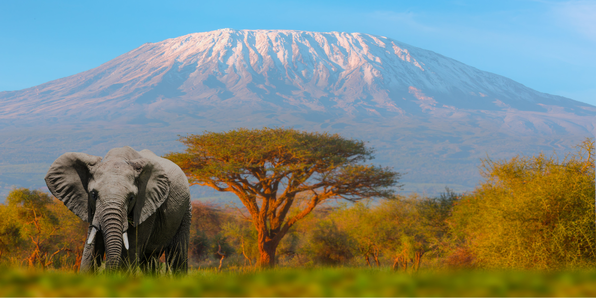 Travel vaccines for Singaporeans travelling to Africa (South Africa, Kenya, etc)