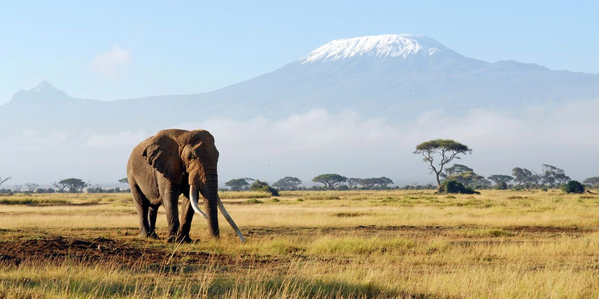 Travel smart in Africa with vaccine advice, essential tests, and health tips from Regis Medical Singapore GP Doctors.