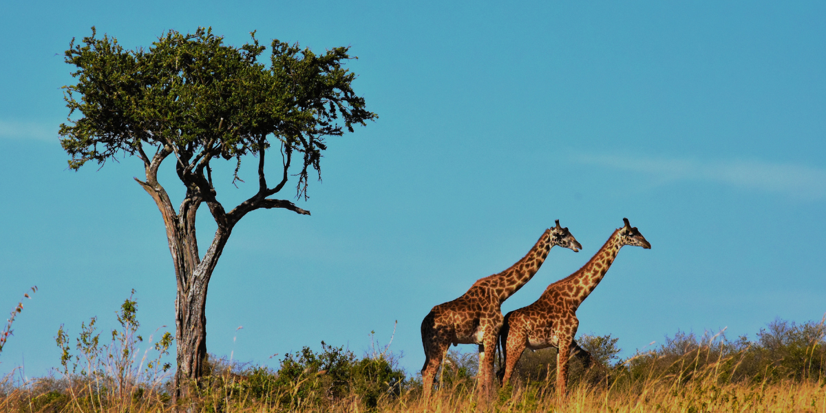 yellow fever vaccine - protect against yellow fever transmission in Africa and South America