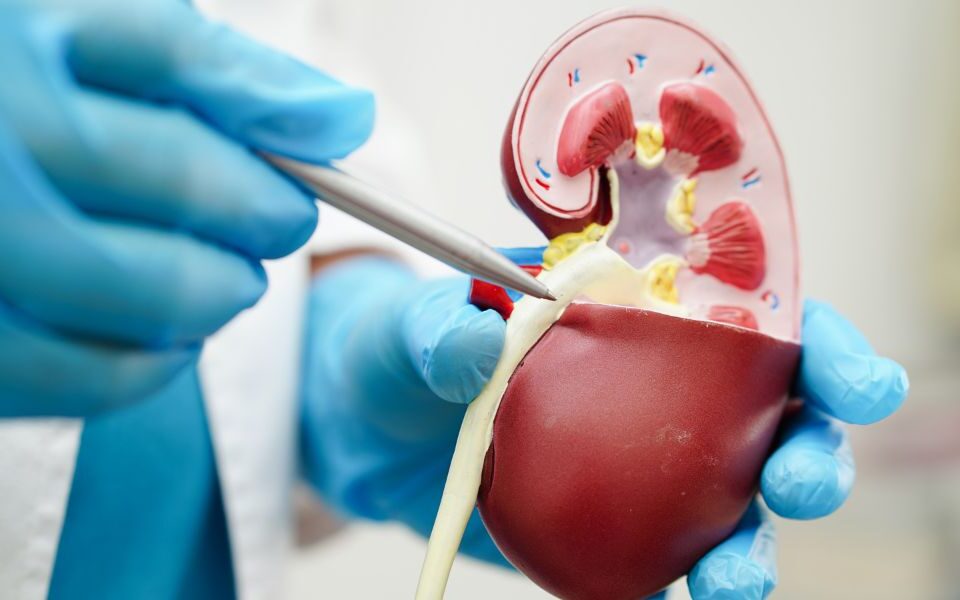 Creatinine and eGFR Explained: Understanding Your Kidney Numbers