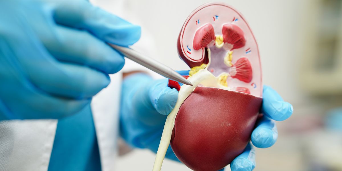 Creatinine and eGFR Explained: Understanding Your Kidney Numbers