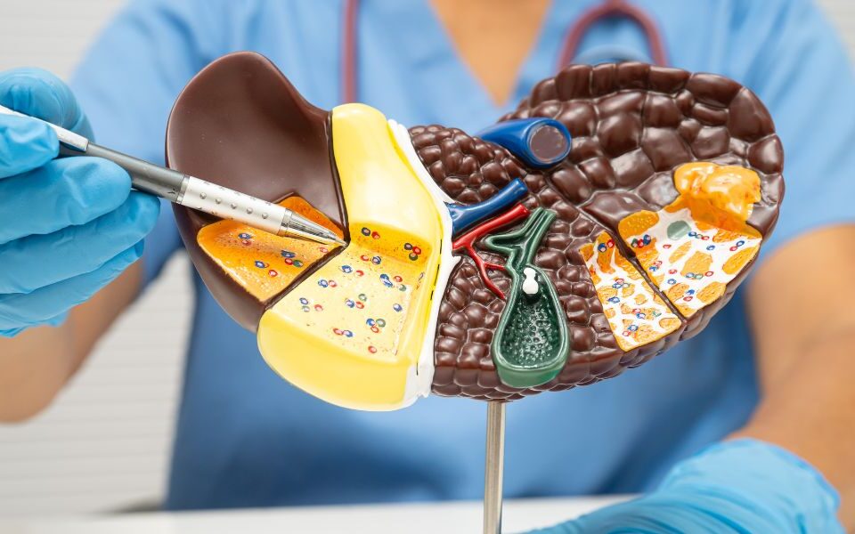 Hepatitis B and Liver Damage: Why Regular Liver Function Tests Matter If You Are a Carrier