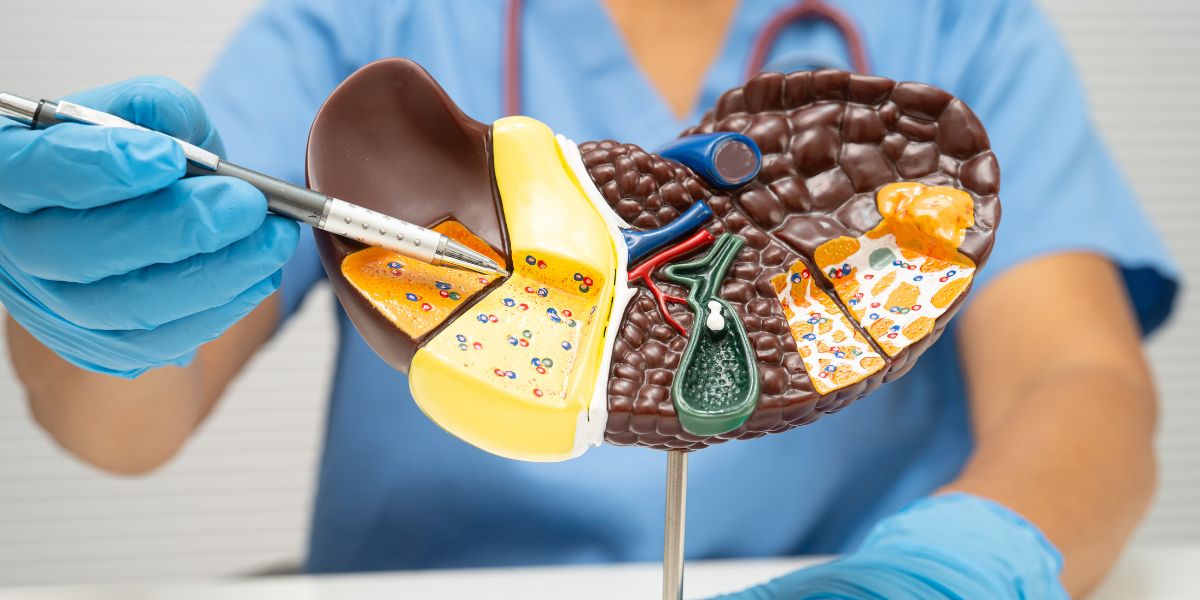 Hepatitis B and Liver Damage: Why Regular Liver Function Tests Matter If You Are a Carrier
